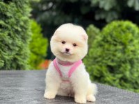 Sevimli Pomeranian Boo Köpekler
