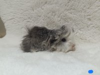 Sevimli Guinea Pig Yavruları