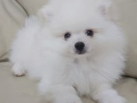 Beyaz Pomeranian boo erkek 2,5 aylık