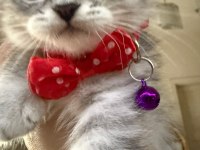 British whiskas 4 aylık