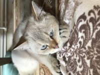 British shorthair Leo sahibini arıyor