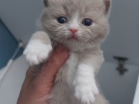 FAWN VE LİLAC DİŞİ ERKEK BRITISH SHORTHAIR YAVRULARIMIZ