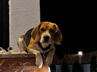 2 yaşında beagle