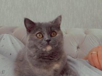 British dişi kedi