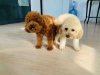 Korekan toy poodle bebeklerimiz