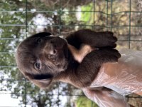 Çikolata Sevimli Labrador Yavrular