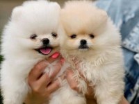 Pomeranian Üst Kalite Bebeklerimiz İçin Arayabilirsiniz