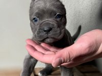 FRENCH BULLDOG YAVRULAR