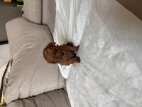 Ev doğumlu baba teacup Kore, toy Poodle anneden yavrular