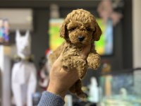 Poodle Prensesler