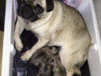 Doğum garantili dişi ler pug