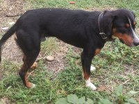 Safkan av köpeği 10 aylık köpeğimiz