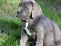 Çiftliğin Efsane Cane Corso Yavruları Kapıda Ödemeli