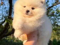 KUSURSUZ KARBEYAZ AYI SURAT POMERANİAN BOO