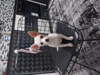 4 aylık güzel chihuahua prensesimiz yeni sahibini arıyor
