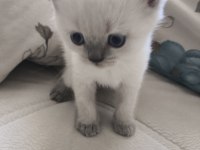Safkan british shorthair yavru