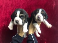 Beagle Yavrularımız