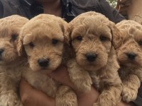 Poodle Ayarında Maltipoo F2 Yavrular