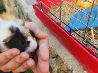 Çocuklara alışkın ginepig sahiplen