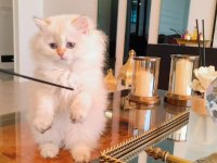 Full şecereli safkan british longhair bebekler