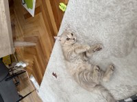 2.5 aylık British shorthair kedimiz
