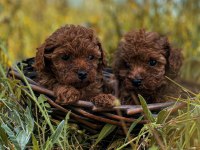 Teacup Toy Poodle