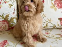 Veterinerden uygun fiyatı maltipoo