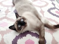 1 yaşında dişi british shorthair