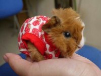 Guinea Pig Şehir İçi ve Şehir Dışı Teslimat Vardır