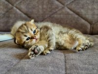 Scottish Fold Erkek 1 Aylık Şu An