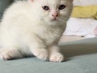 British Shorthair Beyaz Yavrular