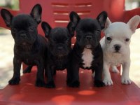 Safkan French Bulldog Yavruları