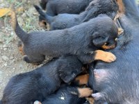 Rottweiler yavruları