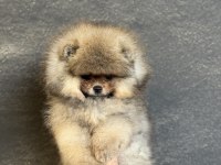 TEACUP ÜST KALİTE POMERANİAN BOO