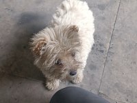 Yer Sıkıntısından Dolayı Satılık Maltipoo