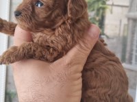 Safkan Kore Toy Poodle Yavrularımız