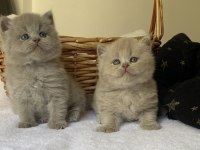 Safkan British Kızlarım