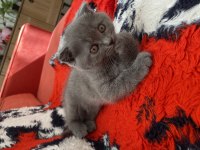 Scottish fold