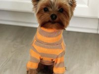 Teacup erkek yorkshire terrier