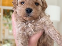 Apricot Toy Poodle