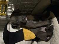 Blue Cane corso 2.5 aylık özenle bakılmış