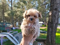 Orjinal Maltipoo yavrularımız