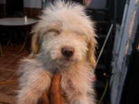 MALTİPOO KÖPEKLERİ