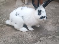 Ücretsiz sahiplendireceğim tavşan
