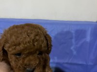 Dişi ve Erkek Toy Poodle Yavruları