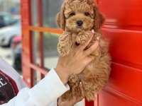 Safkan Toy Poodle Köpekler