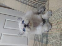 Yavru güzel british longhair