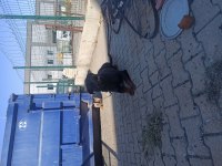 Ücretsiz Rottweiler Köpekler