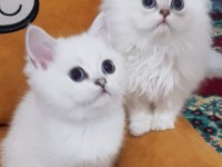 Scottish straight ve scottish fold yavrular