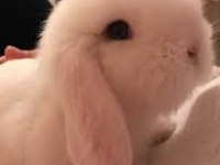 Soylu Hollanda lop ve cüce tavşanlarım